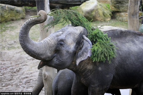 320名圣诞老人集体冲浪？八一八圣诞节奇闻趣事