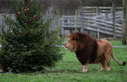 320名圣诞老人集体冲浪？八一八圣诞节奇闻趣事