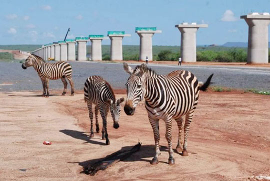 肯尼亚总统高度赞赏，乞力马扎罗山下皇家国际绿闪灼